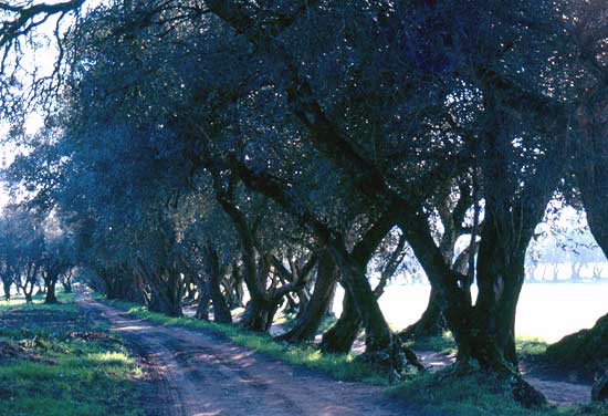 PAZO DE ORTIGUEIRA (RIBADULLA)