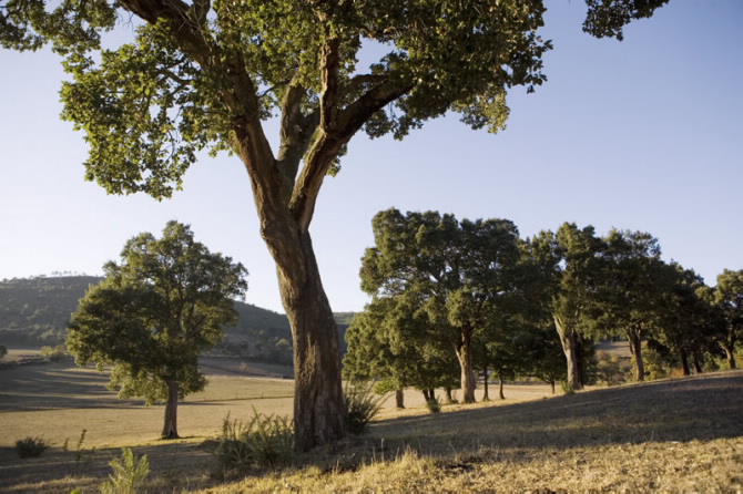 SOBREIRAIS DO ARNEGO
