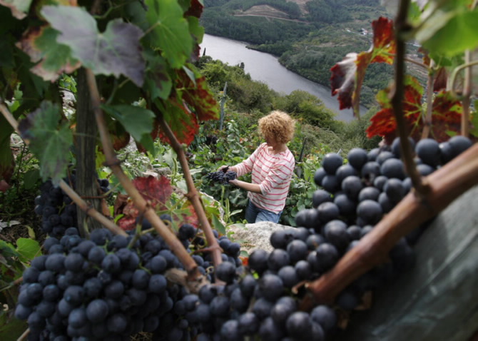 CANÓN DO SIL (A RIBEIRA SACRA)