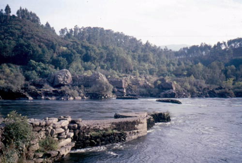 PESQUEIRAS O PESCOS DE ARBO