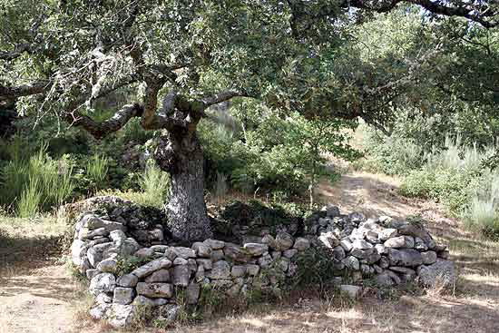 SANTA MARIÑA DE AUGAS SANTAS