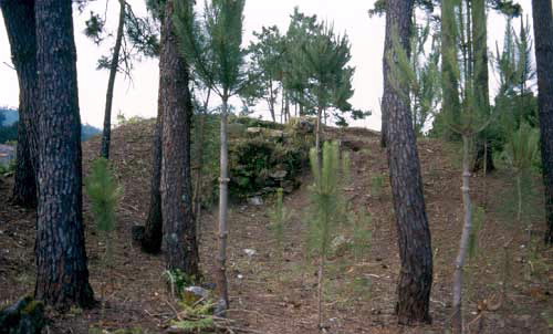 FORNOS DE PEDRA RUBIA