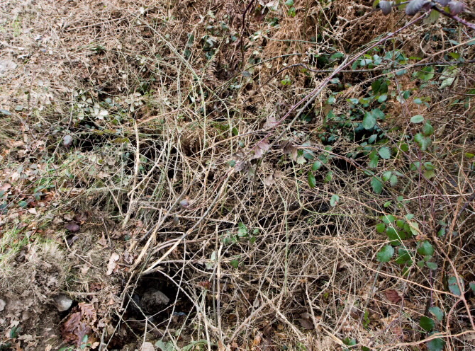 PONTE VELLA DE NOVELIZA