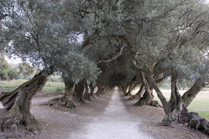 XARDÍNS DO PAZO DE SANTA CRUZ DE RIBADULLA
