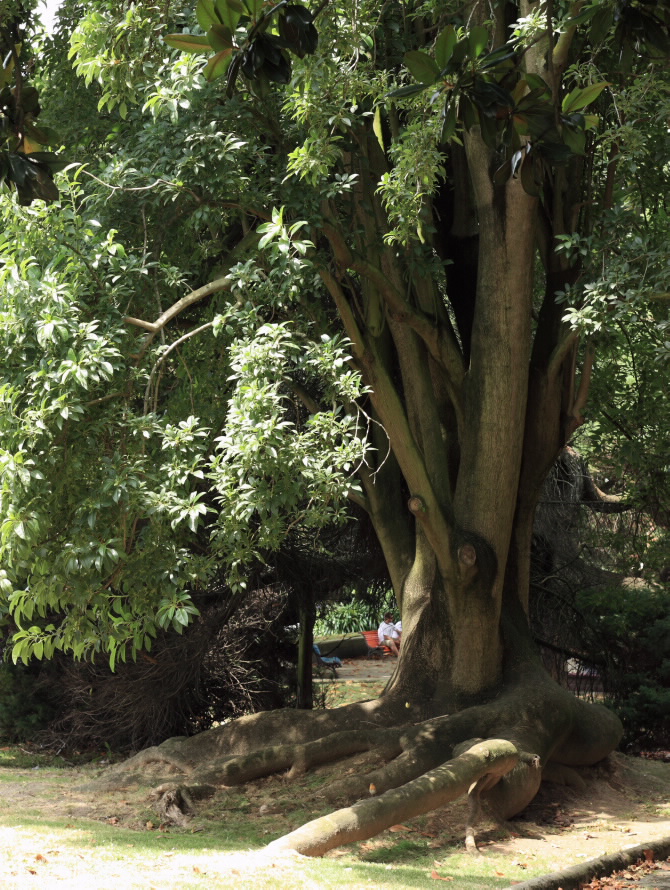 XARDÍNS DAS ANGUSTIAS