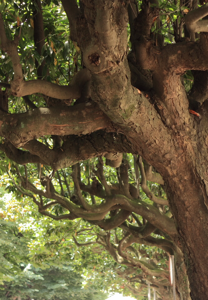 XARDÍN DO CANTÓN DE MOLÍNS
