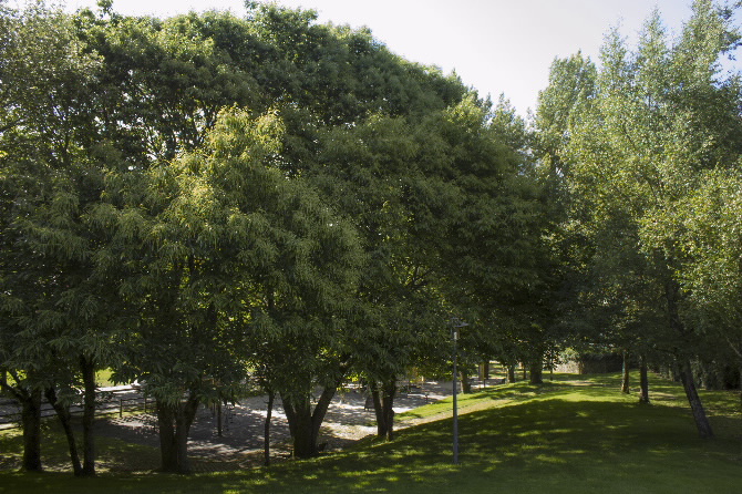 PARQUE DE LA MÚSICA EN COMPOSTELA