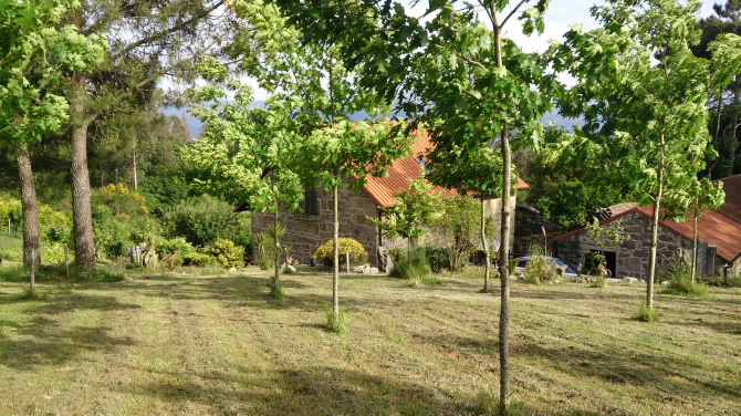 O`DESEXTRES DA CASTIÑEIRA