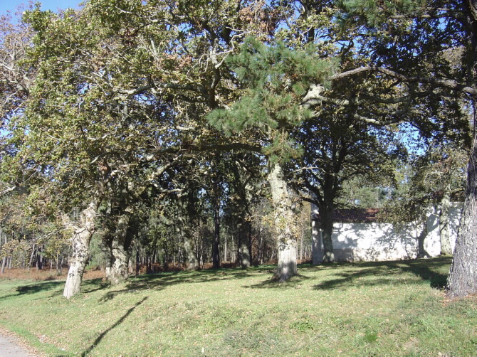 CAPELA DE SAN ROQUE DA ERMIDA