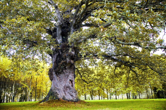 PAZO DE VILAR DE FRANCOS