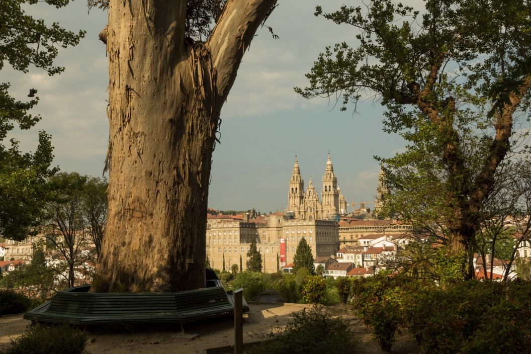 NATURALEZA EN EL CAMINO PARQUE DA ALAMEDA EN SANTIAGO DE COMPOSTELA A CORUÑA - GALICIA