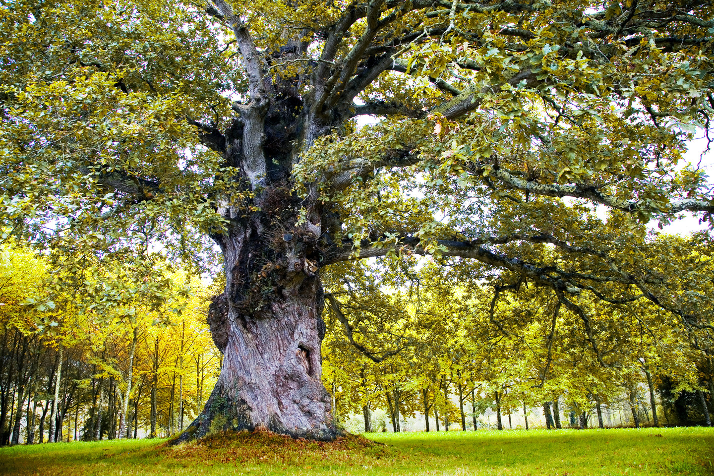 PAZO DE VILAR DE FRANCOS