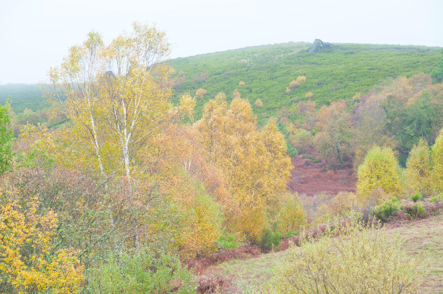 BIDUEIRAL DE MONTEDERRAMO