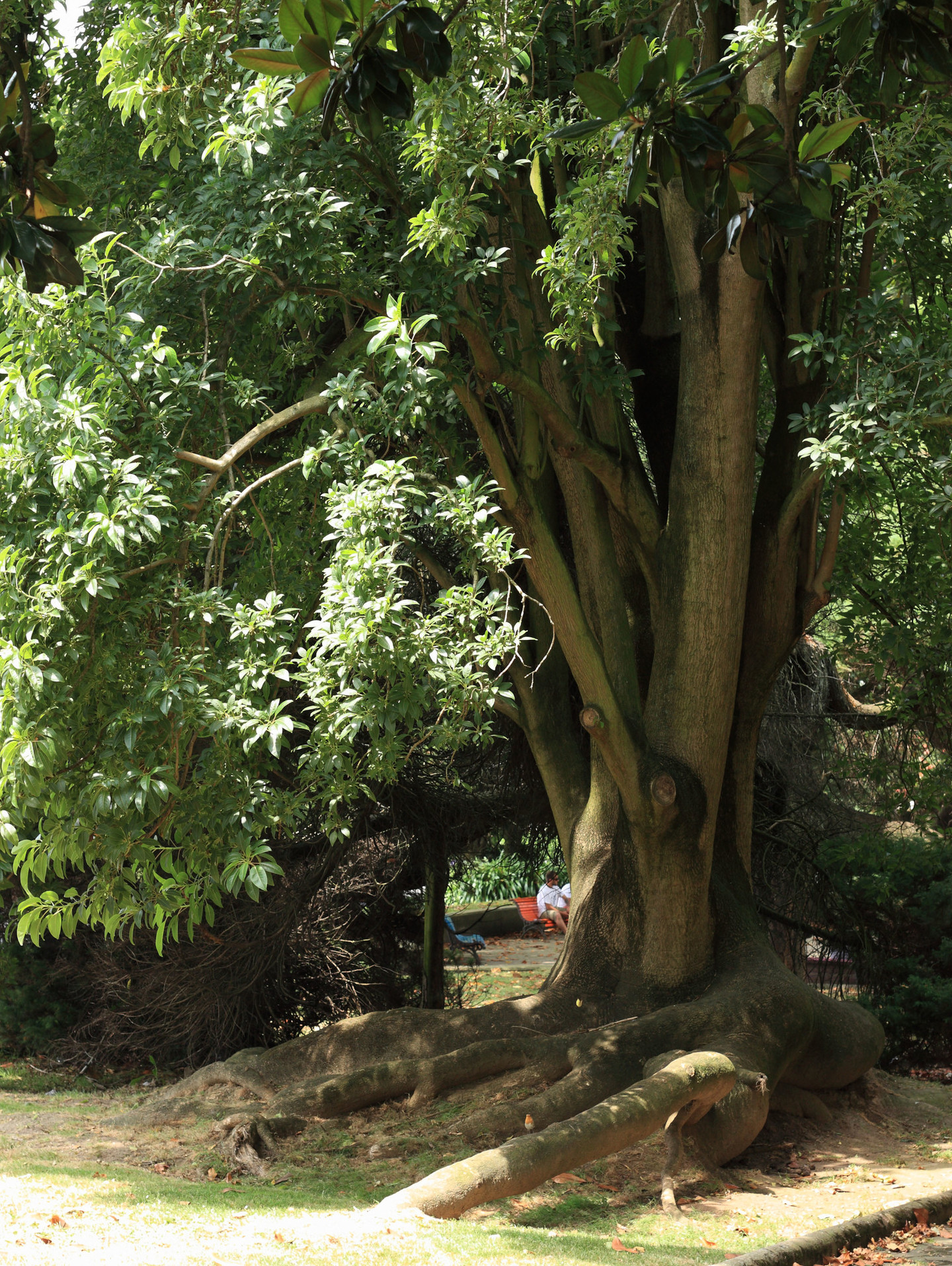 XARDÍNS DAS ANGUSTIAS