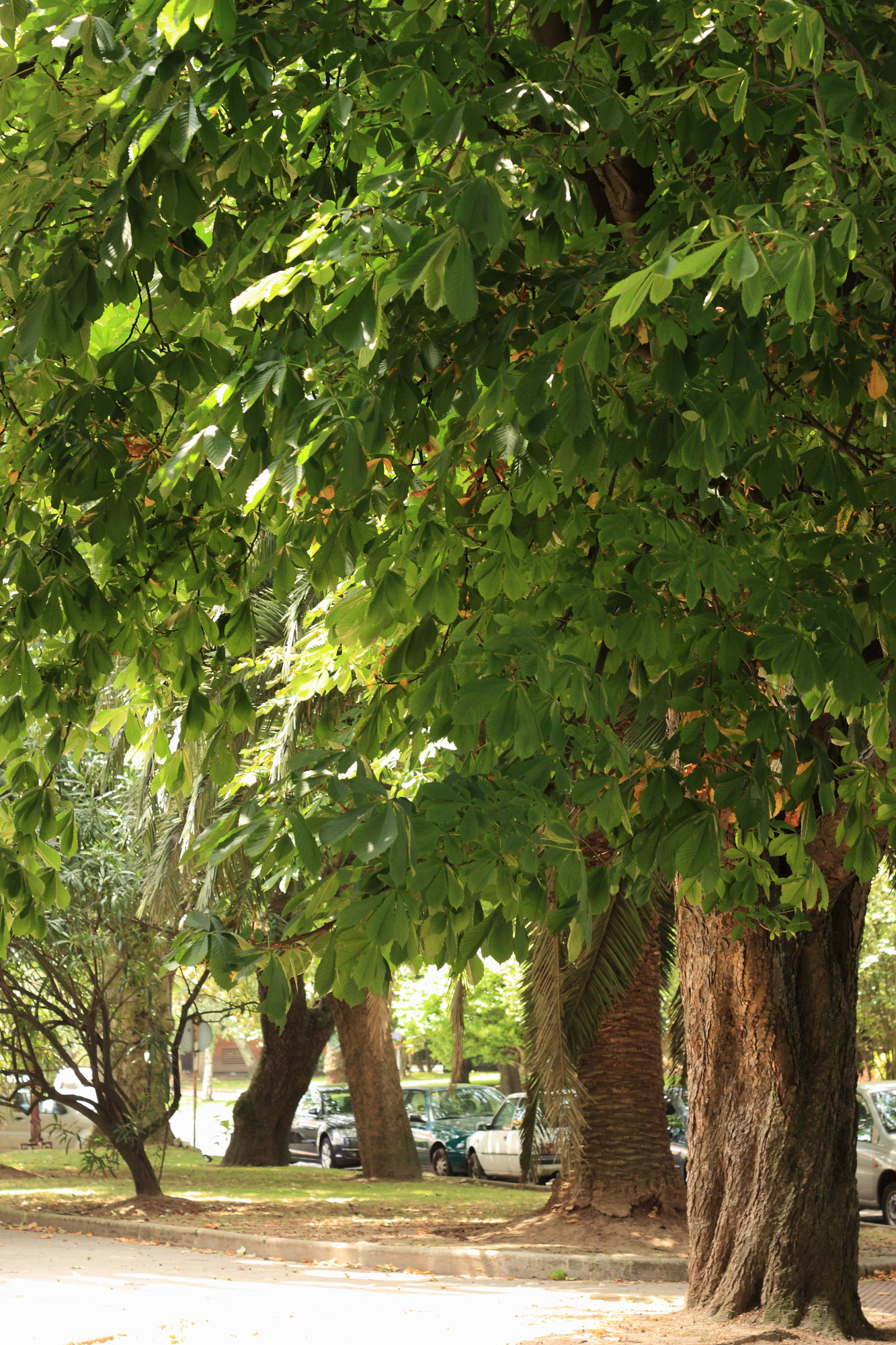 XARDÍN DO CANTÓN DE MOLÍNS
