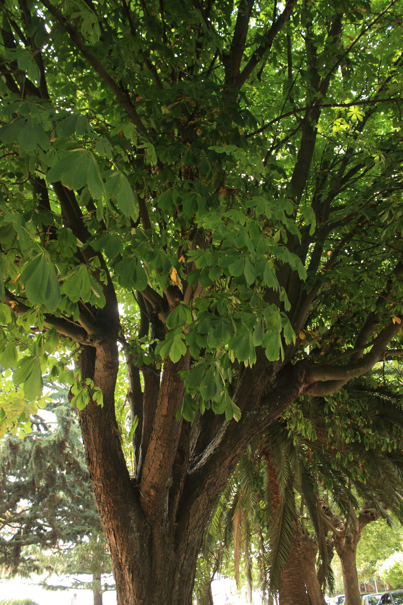 XARDÍN DO CANTÓN DE MOLÍNS