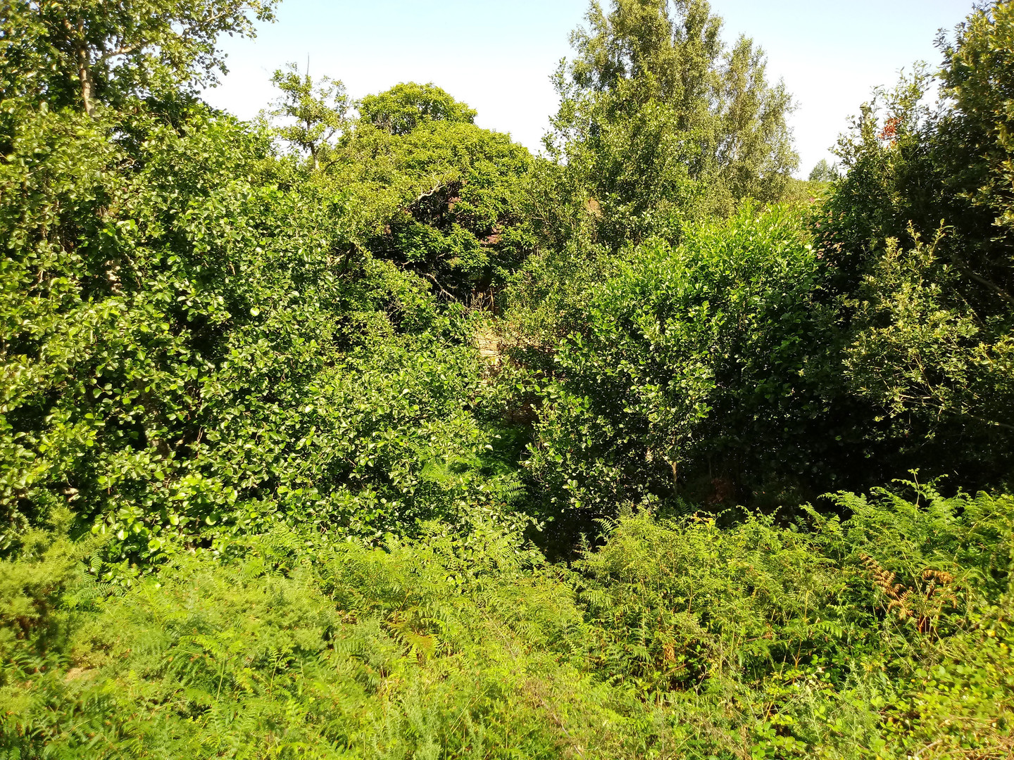 CONXUNTO DE MUÍÑOS DO RÍO LAGARES