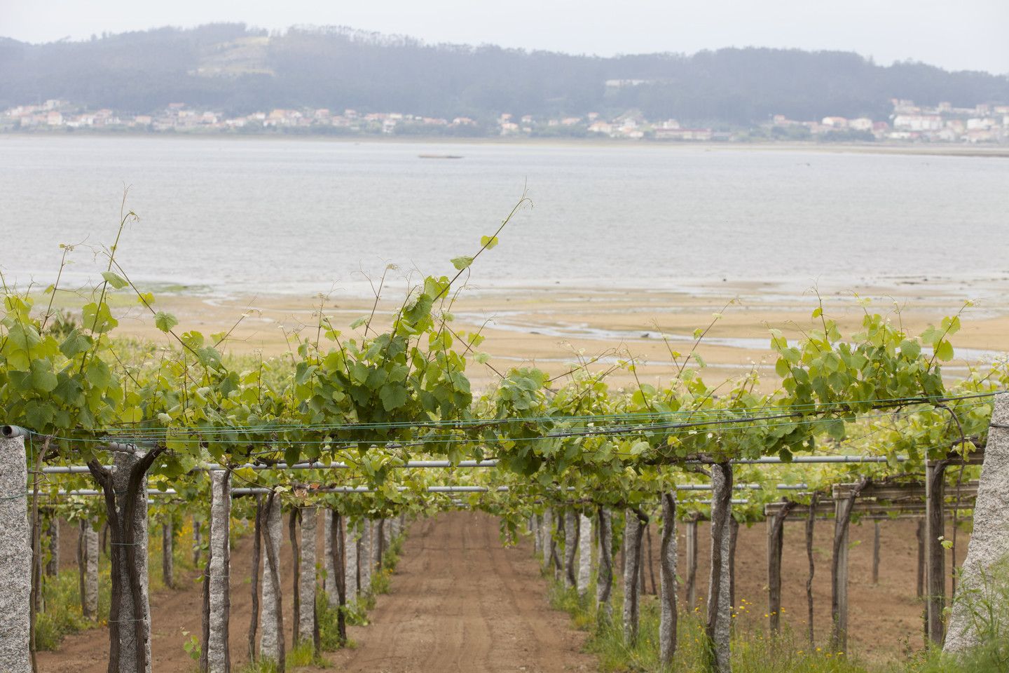 Resultado de imagen de cambados viñedos y albariño