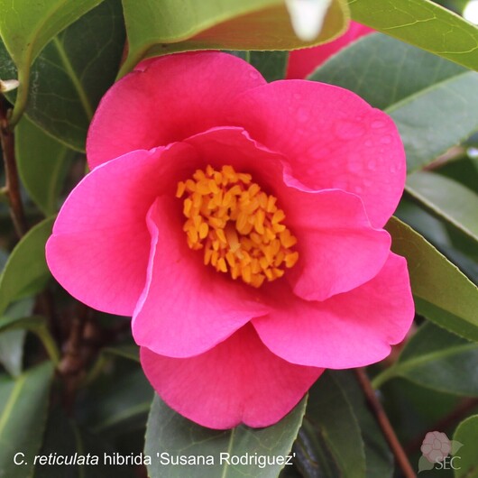 C.r. Susana Rodriguez