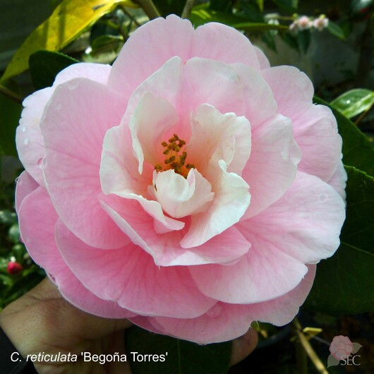 C.r. Begoña Torres