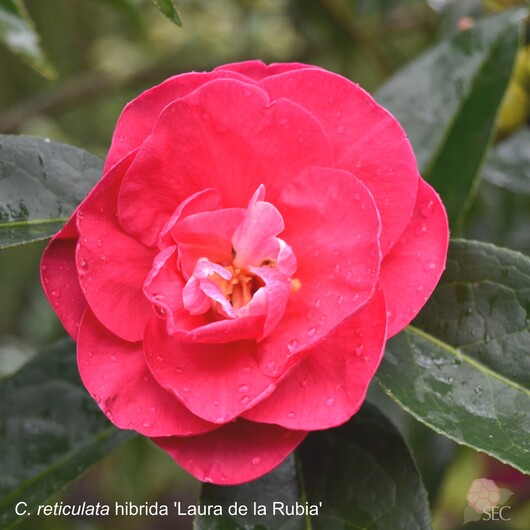 C.r. Laura de la Rubia