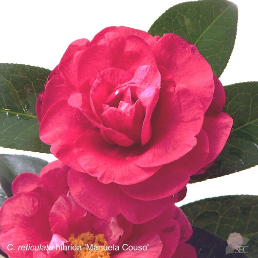 C.r. Manuela Couso
