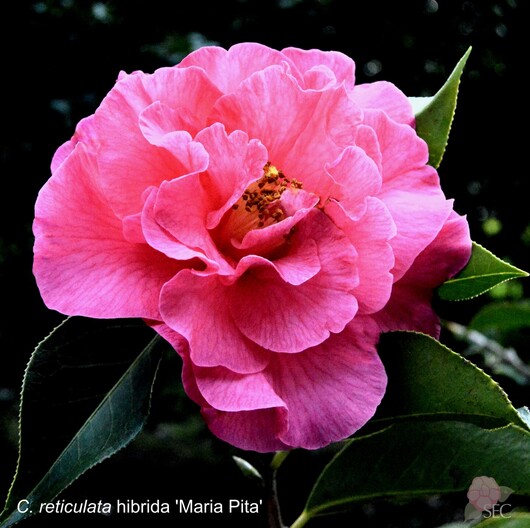 C.r. Maria Pita