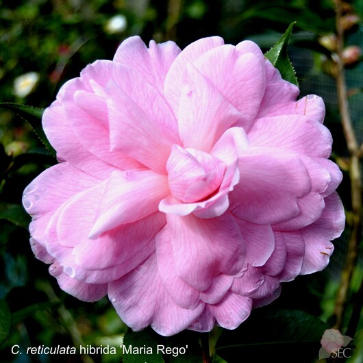 C.r. Maria Rego