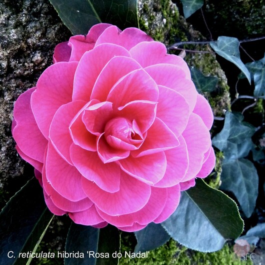 C.r. Rosa do Nadal