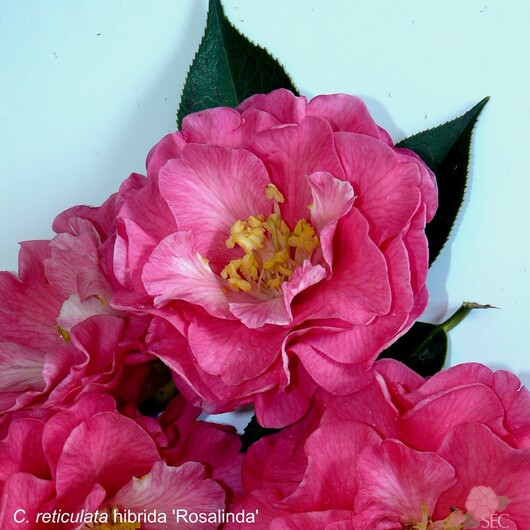 C.r. Rosalinda