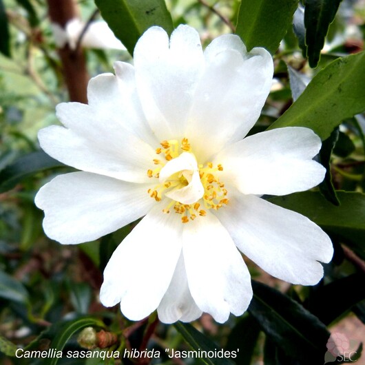 C.sasanqua Jasminoides