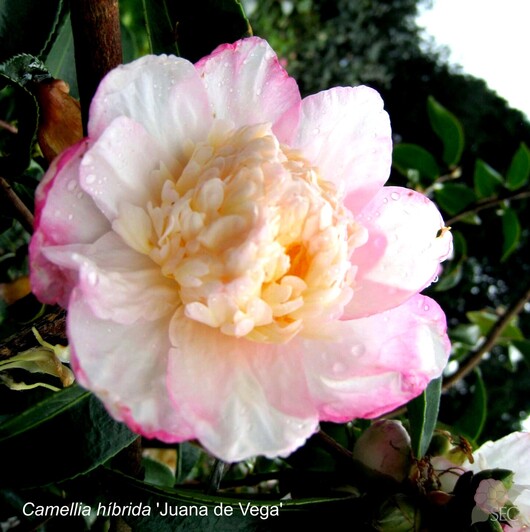 C.h. Juana de Vega