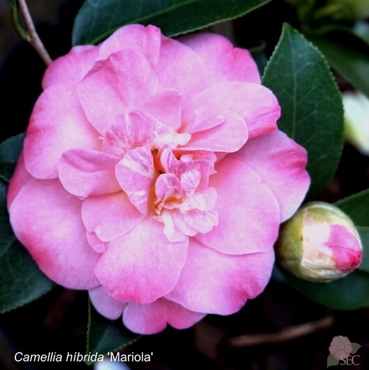 C.h. Mariola