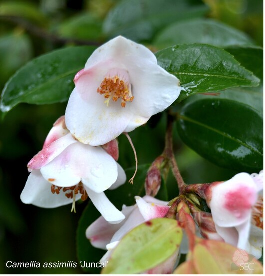 C.assimilis Juncal