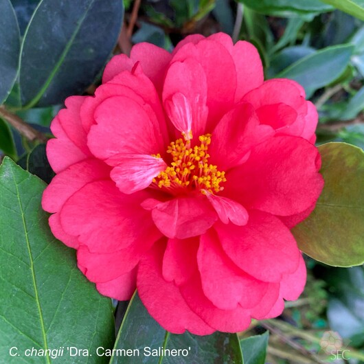 C.changii. Dra Carmen Salinero