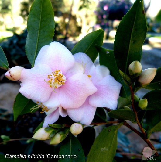 c.h. Campanario