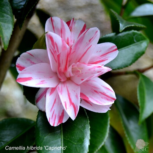 C.h. Capricho
