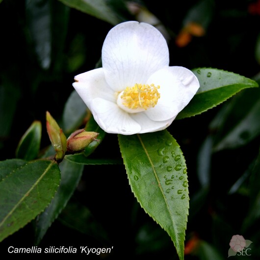 C.salicifolia Kyogen