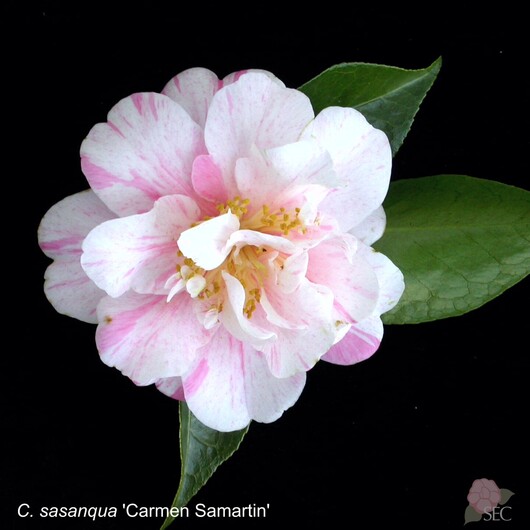 C.sasanqua Carmen Samartin