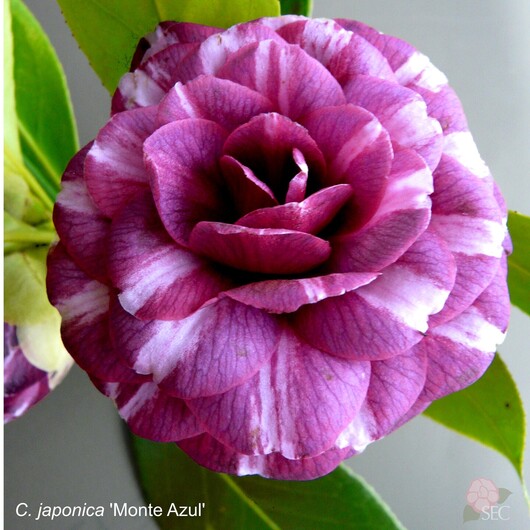 C.japonica Monte Azul.