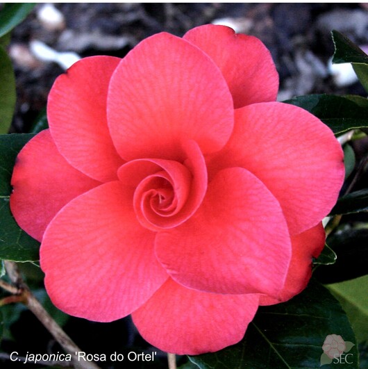 C.japonica Rosa do Ortel