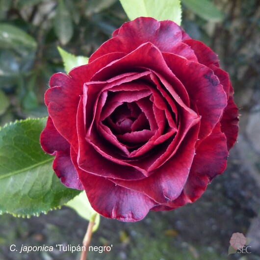 C.japonica Tulipan negro