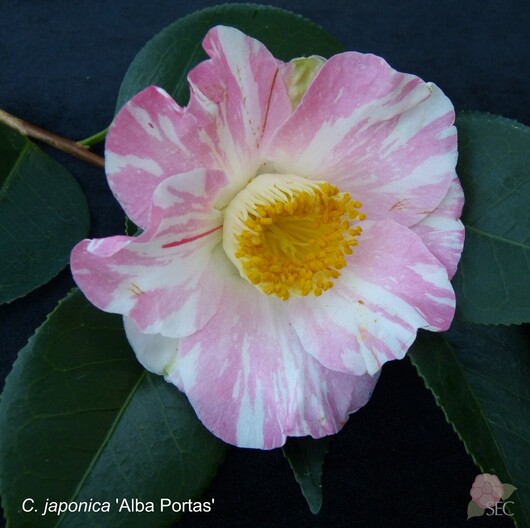 C. japonica Alba Portas