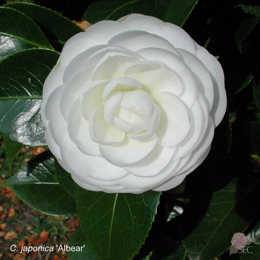 C. japonica Albear