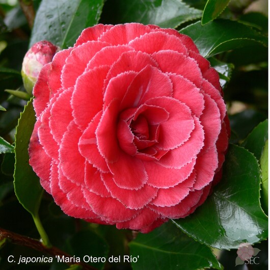C. japonica Maria Otero del Rio