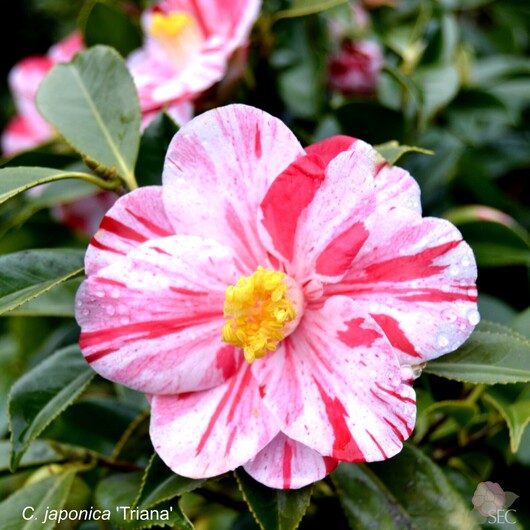 C. japonica Triana