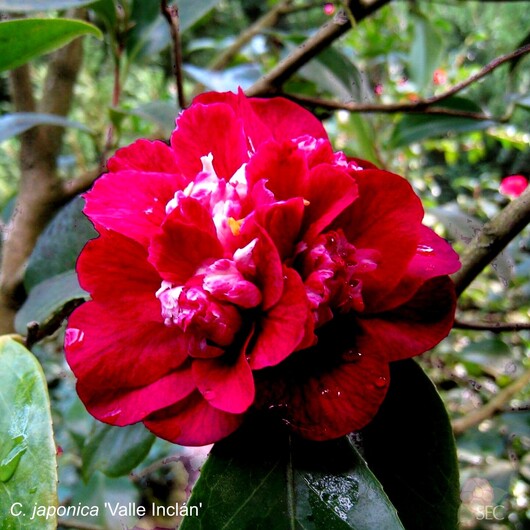 C. japonica Valle Inclan