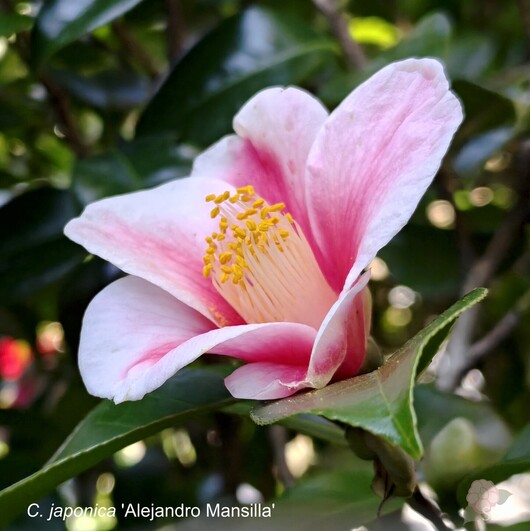 C.japonca Alejandro Mansilla