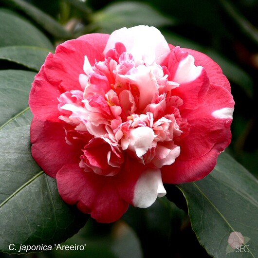 C.japonica Areeiro
