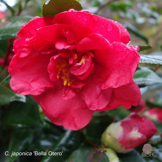 C.japonica Bella Otero